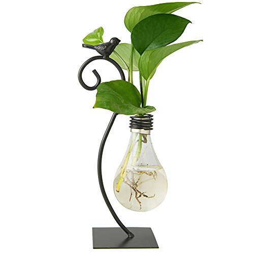Hydroponics Bulb Vase for a Certified Plant Person
