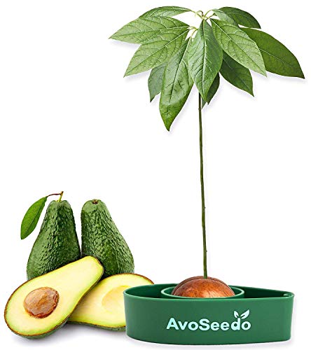 Avocado Growing Kit for an Avid Plant Person
