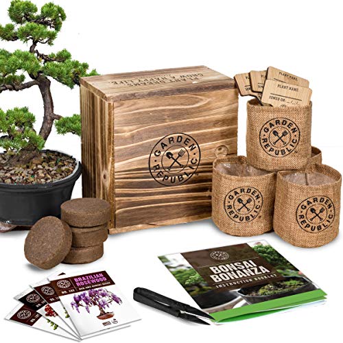 Mini Bonsai Plant Growing Kit