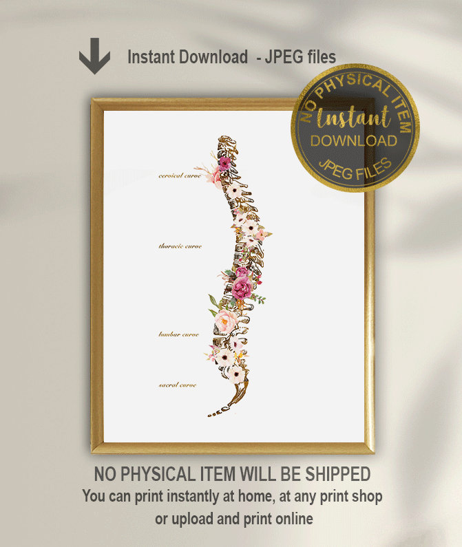 Beautiful Spinal Cord Anatomy Art
