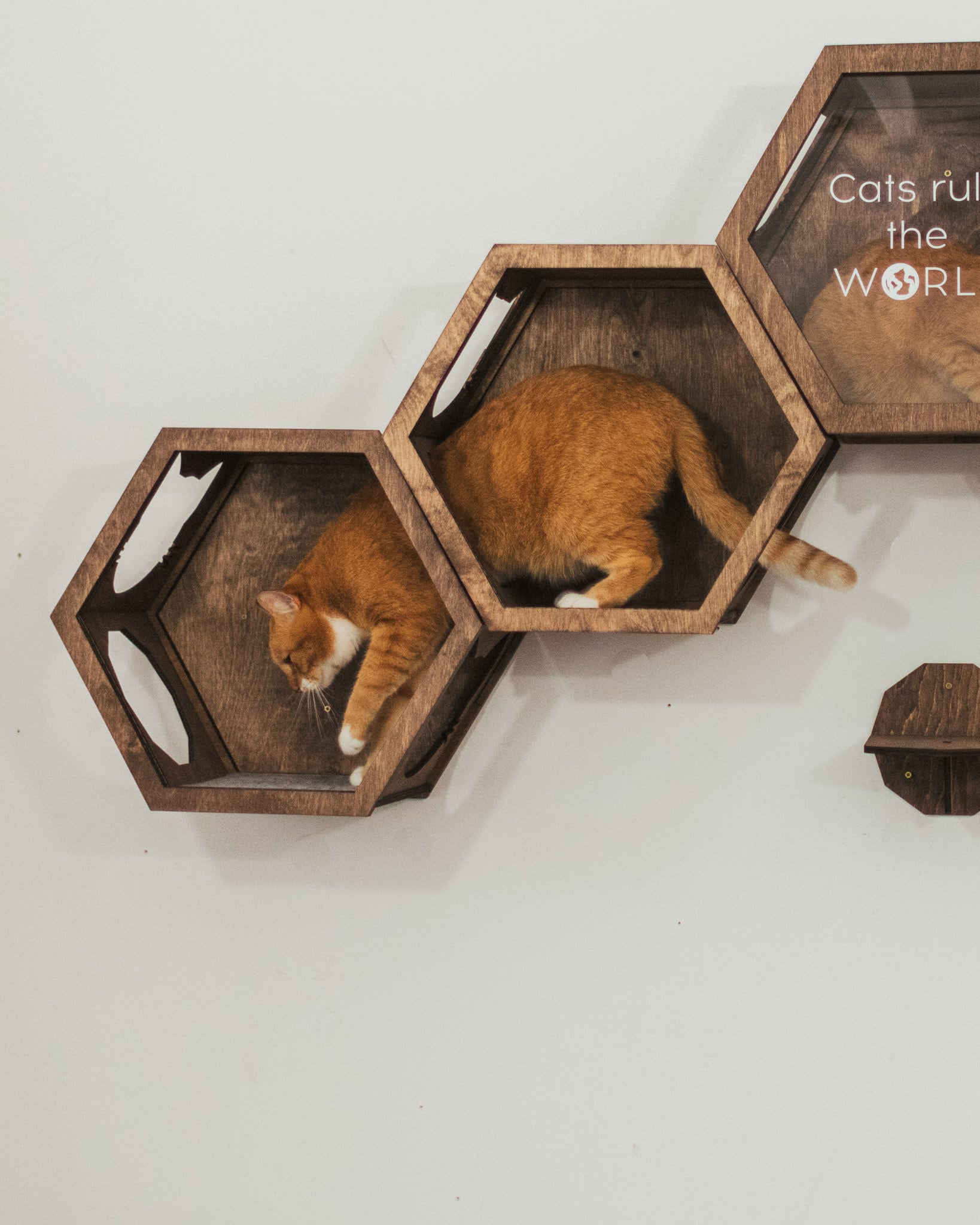 Cat Shelves Wall Furniture