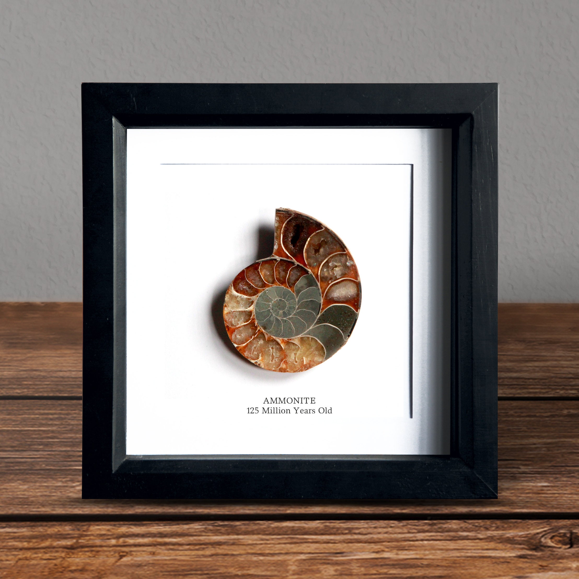 Polished and Framed Ancient Ammonite