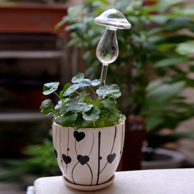 Innovative Glass Container Watering Device