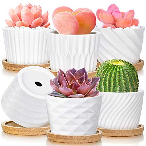 White Ceramic Pots for Succulent Plants 
