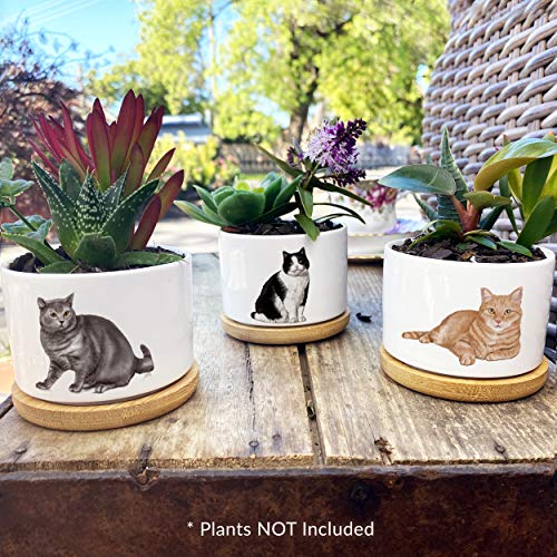 Adorable Kitty Cat Succulent Pots