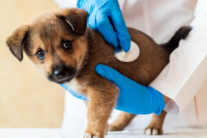 28 Gifts for Veterinarians Any Dogtor Will Love