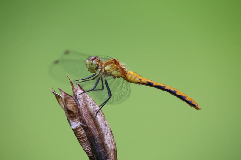 https://prezzies.com/wp-content/uploads/2021/10/dragonfly-gifts.jpg
